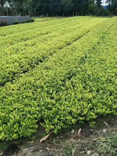 天水公園園林綠化工程項(xiàng)目